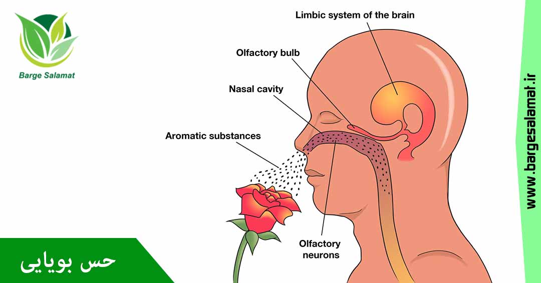 تقویت و درمان حس بویایی تقویت و درمان حس بویایی