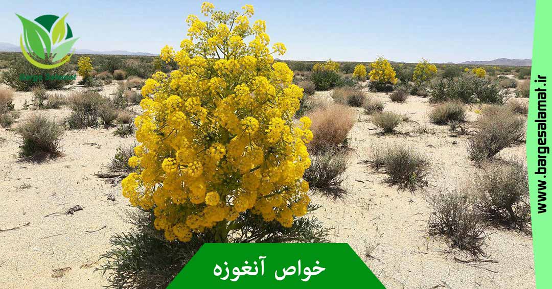 خواص آنغوزه خواص آنغوزه