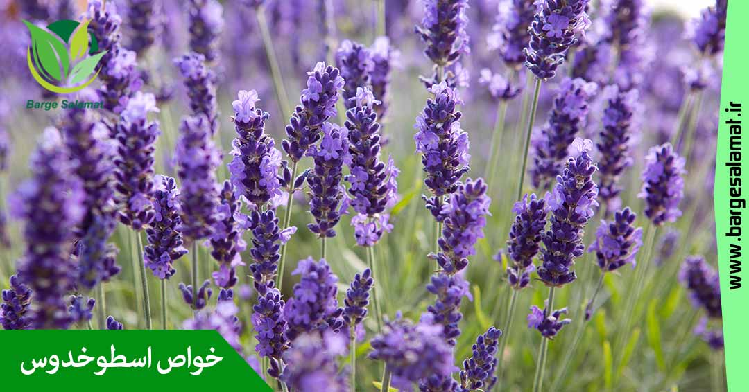 خواص اسطوخودوس خواص اسطوخودوس