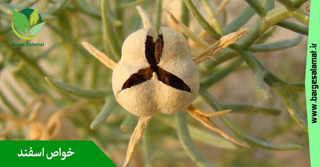 خواص اسفند خواص اسفند