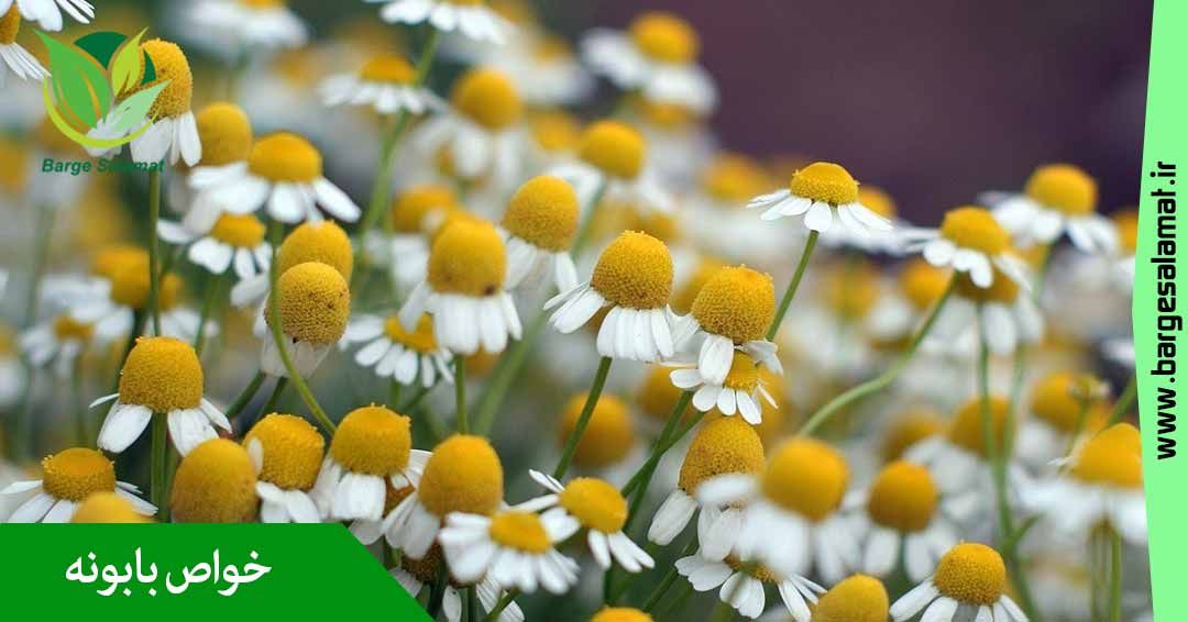 خواص گیاه بابونه خواص گیاه بابونه