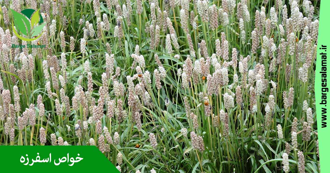 خواص گیاه اسفرزه خواص گیاه اسفرزه