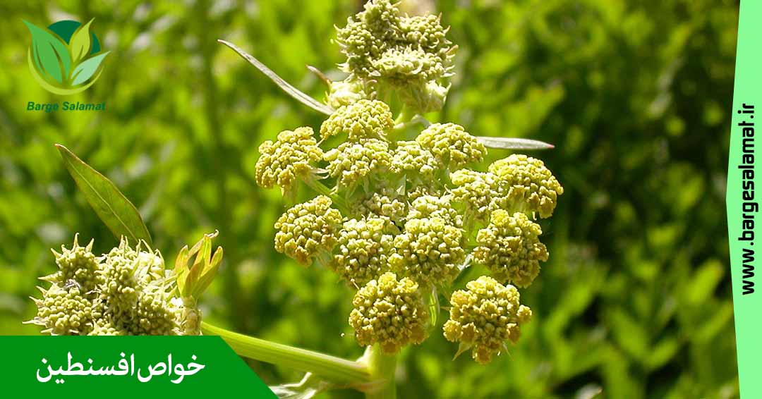 خواص گیاه افسنطین خواص گیاه افسنطین