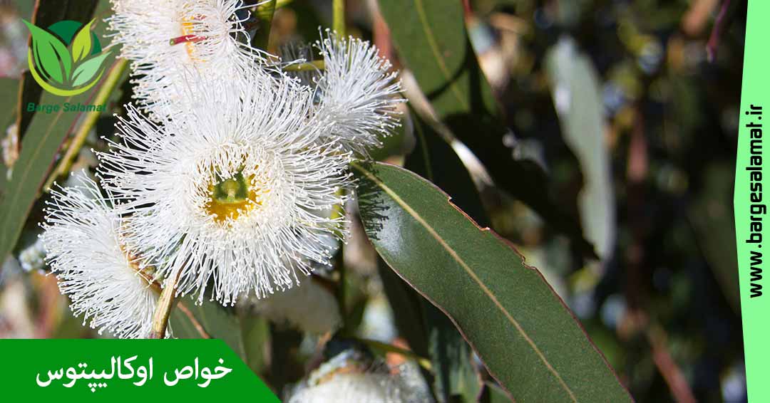خواص اوکالیپتوس خواص اوکالیپتوس