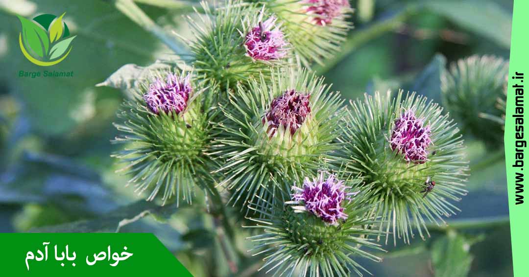 خواص گیاه بابا ادم خواص گیاه بابا ادم