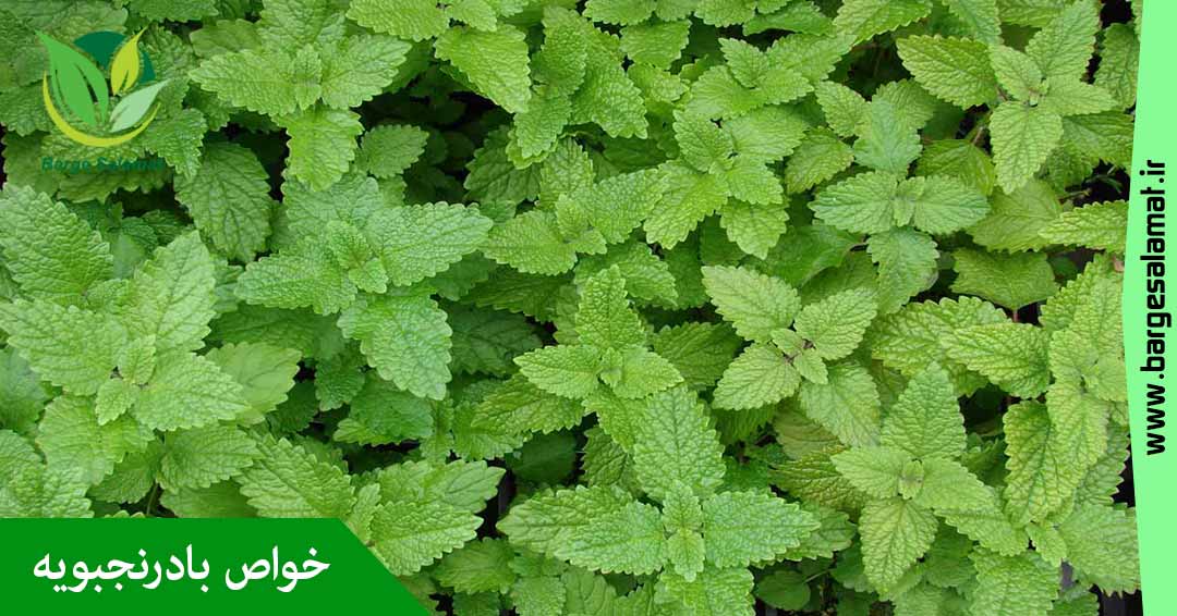 خواص بادرنجبویه خواص بادرنجبویه