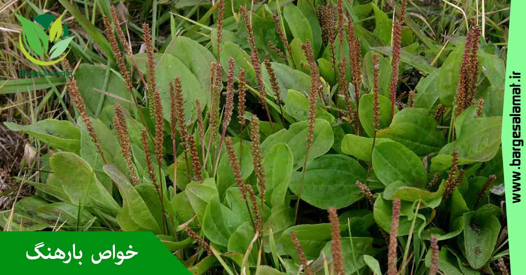 خواص گیاه بارهنگ خواص گیاه بارهنگ