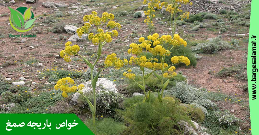 خواص باریجه صمغ خواص باریجه صمغ