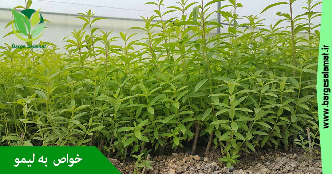 خواص گیاه به لیمو خواص گیاه به لیمو