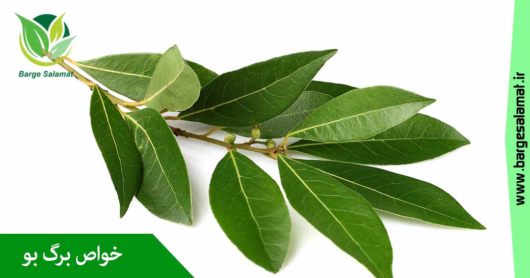 خواص برگ بو خواص برگ بو