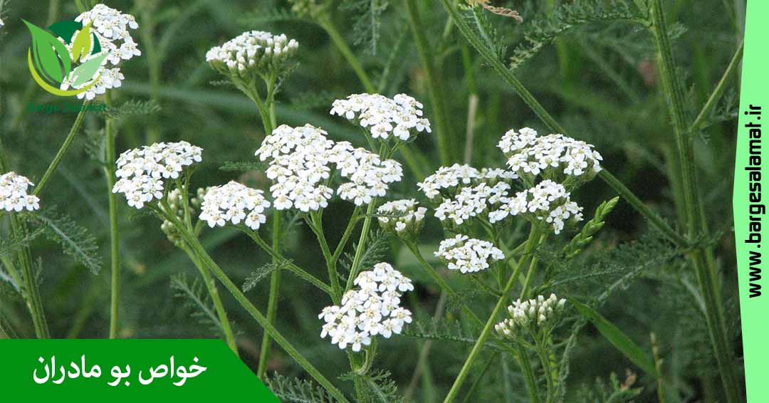 خواص گیاه بومادران خواص گیاه بومادران