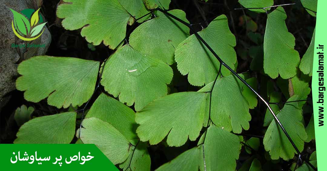 خواص گیاه پرسیاوشان خواص گیاه پرسیاوشان