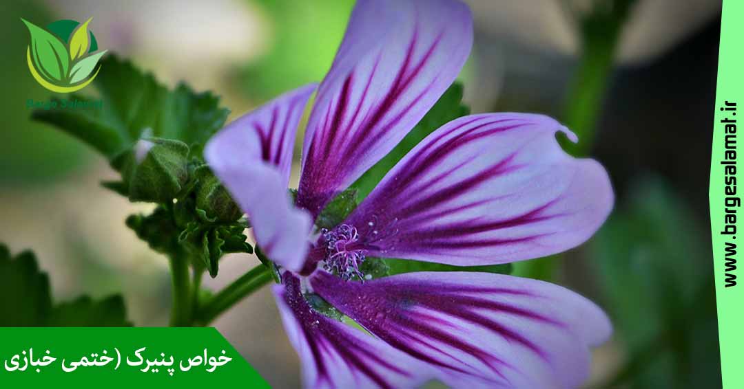 خواص پنیرک (ختمی خبازی) خواص پنیرک (ختمی خبازی)