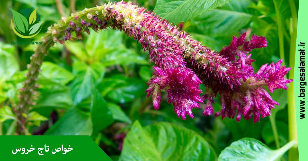 خواص تاج خروس خواص تاج خروس