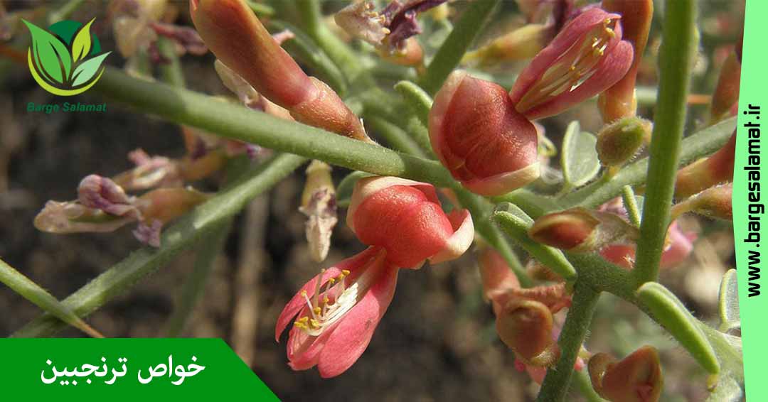 خواص ترنجبین خواص ترنجبین