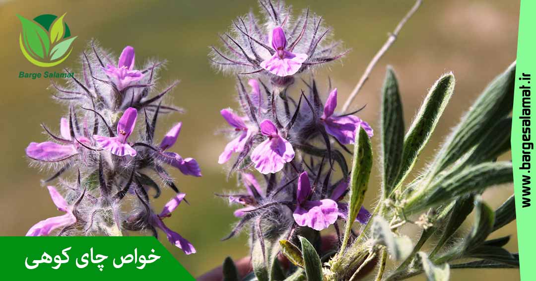 خواص چای کوهی خواص چای کوهی