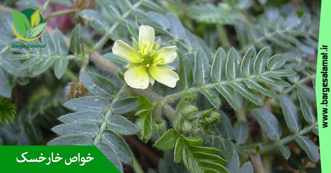 خواص خارخاسک خواص خارخاسک