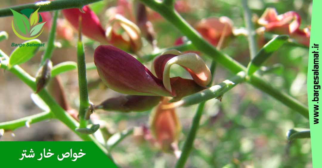 خواص خارشتر (علف ترنجبین) خواص خارشتر (علف ترنجبین)