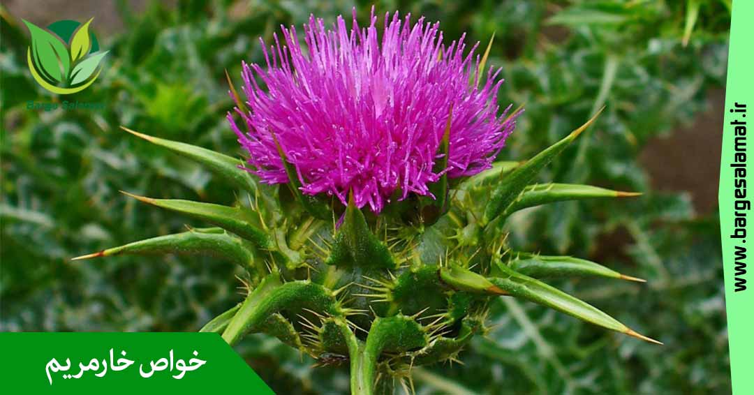 خواص خار مریم خواص خار مریم