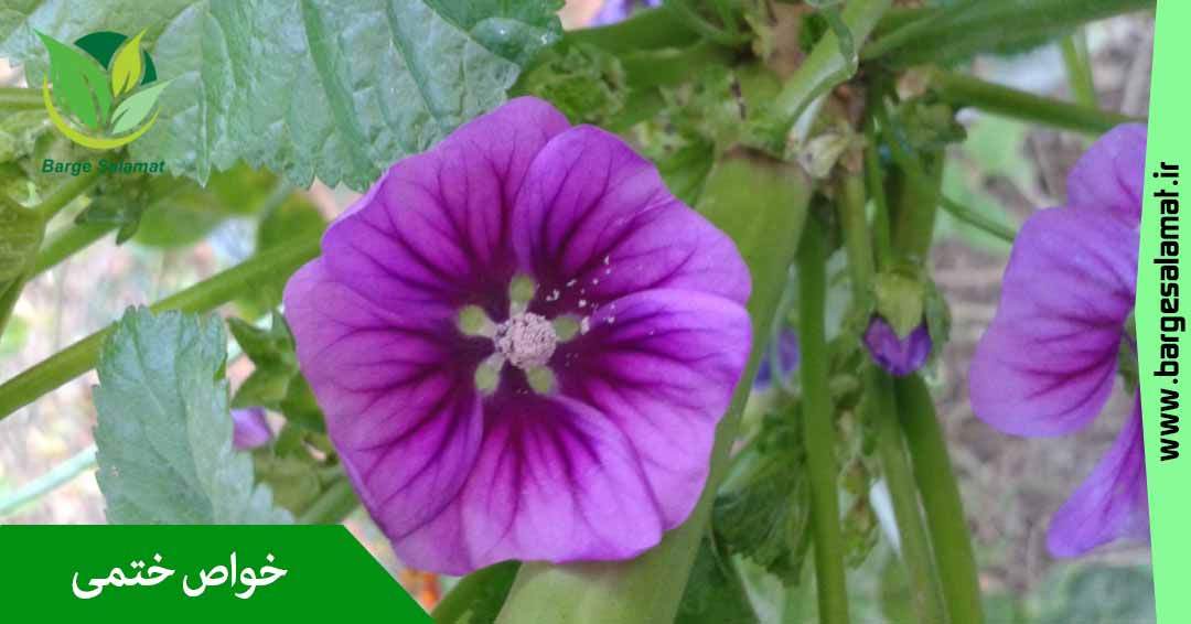 خواص گل ختمی خواص گل ختمی