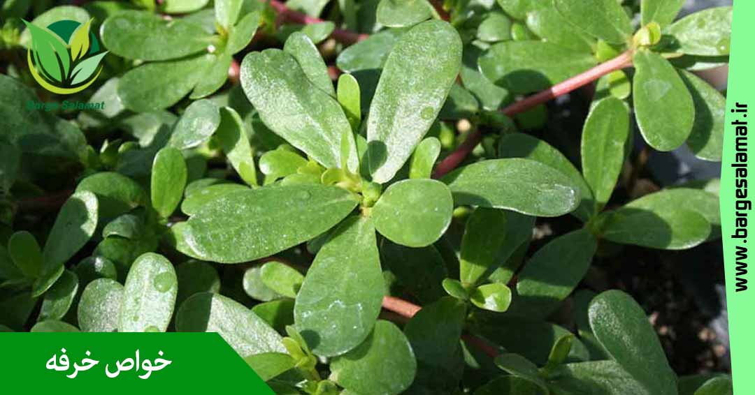 خواص خرفه خواص خرفه