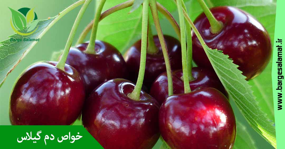 خواص دم گیلاس خواص دم گیلاس