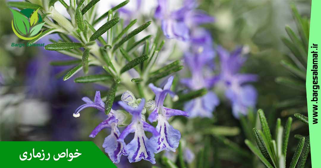 خواص رزماری خواص رزماری