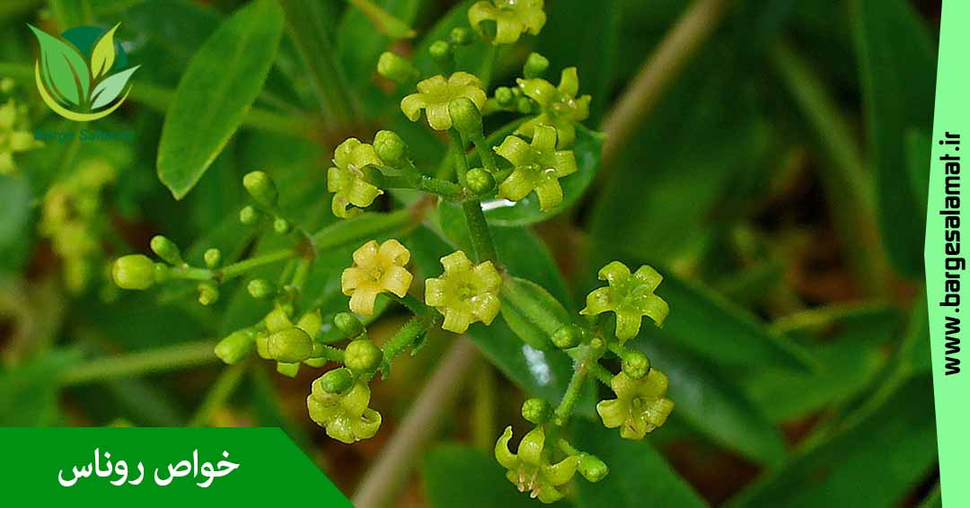 خواص گیاه روناس خواص گیاه روناس