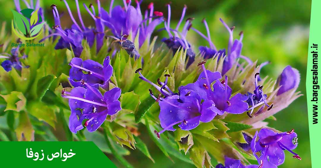 خواص گیاه زوفا خواص گیاه زوفا
