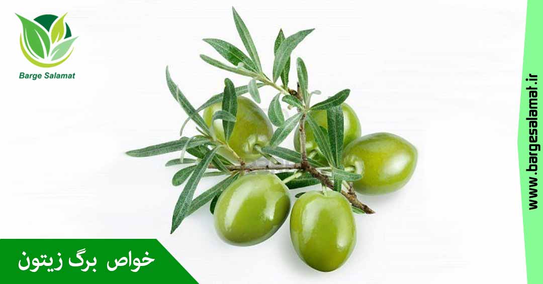 خواص برگ زیتون خواص برگ زیتون