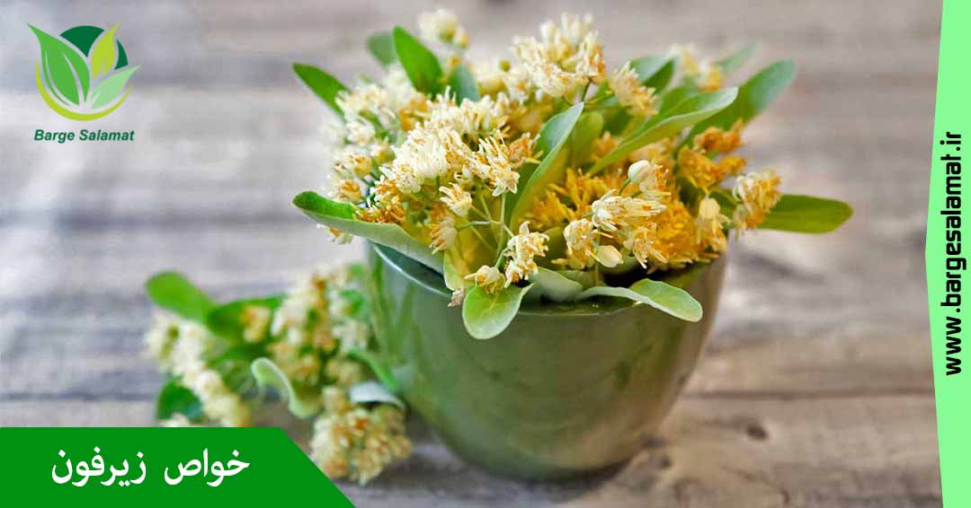 خواص گیاه زیرفون خواص گیاه زیرفون