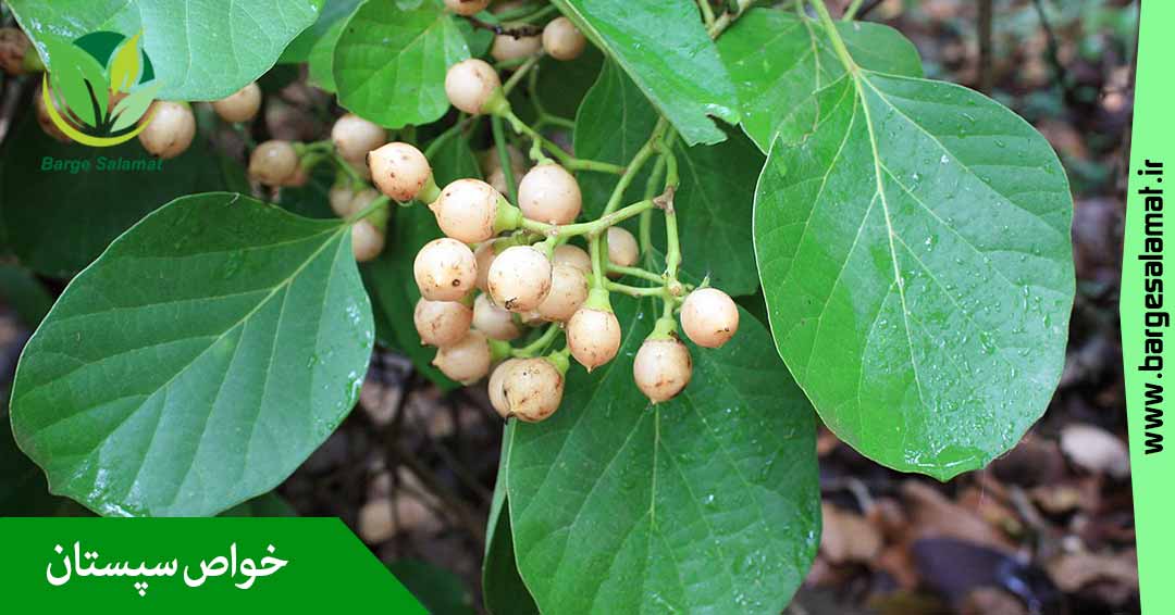 خواص گیاه سپستان خواص گیاه سپستان