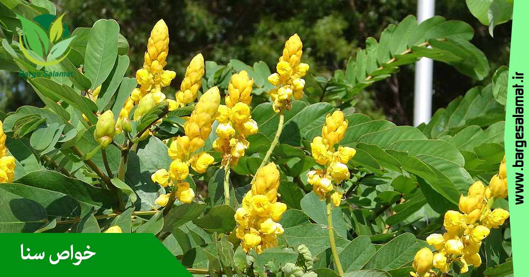 خواص گیاه سنا خواص گیاه سنا