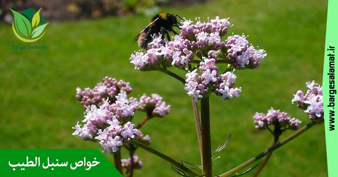 خواص سنبل الطیب خواص سنبل الطیب