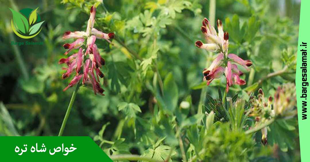 خواص شاه تره خواص شاه تره