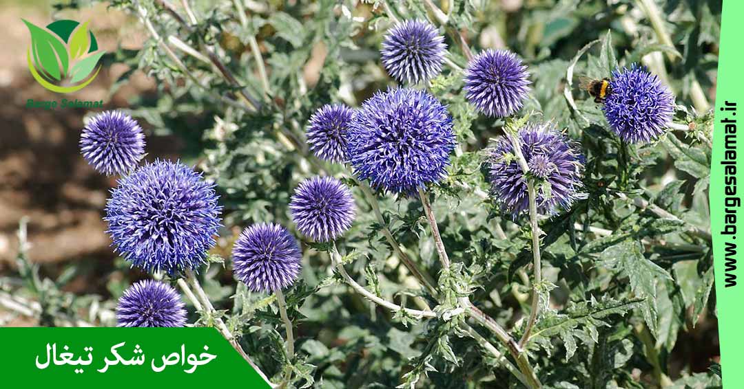 خواص شکر تیغال خواص شکر تیغال
