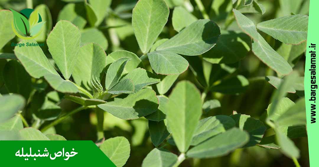 خواص شنبلیله خواص شنبلیله