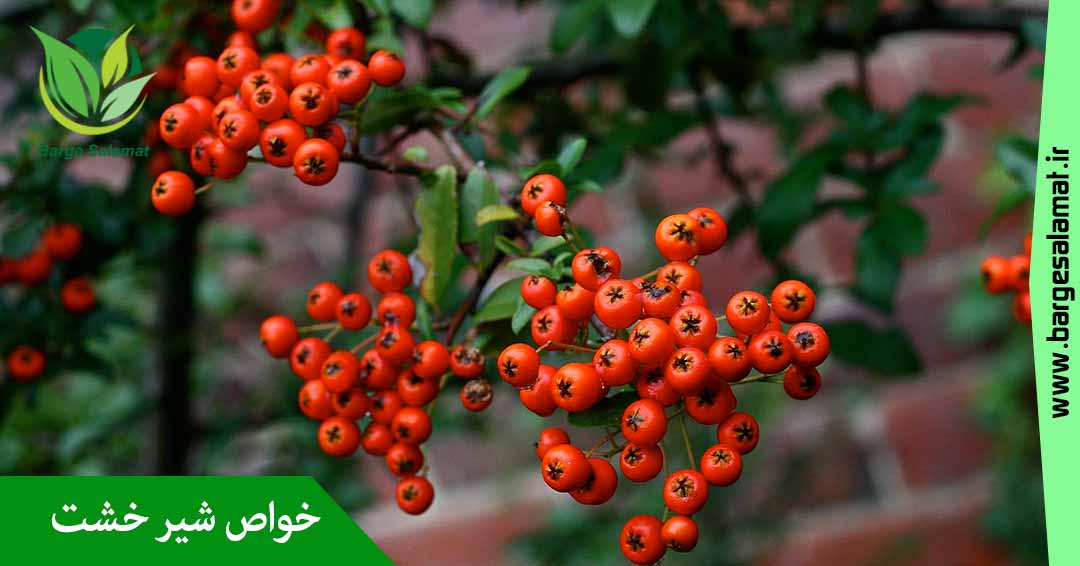خواص شیرخشت خواص شیرخشت