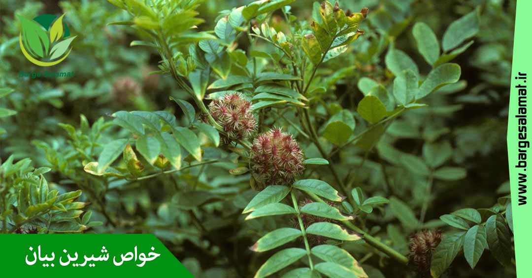 خواص شیرین بیان خواص شیرین بیان