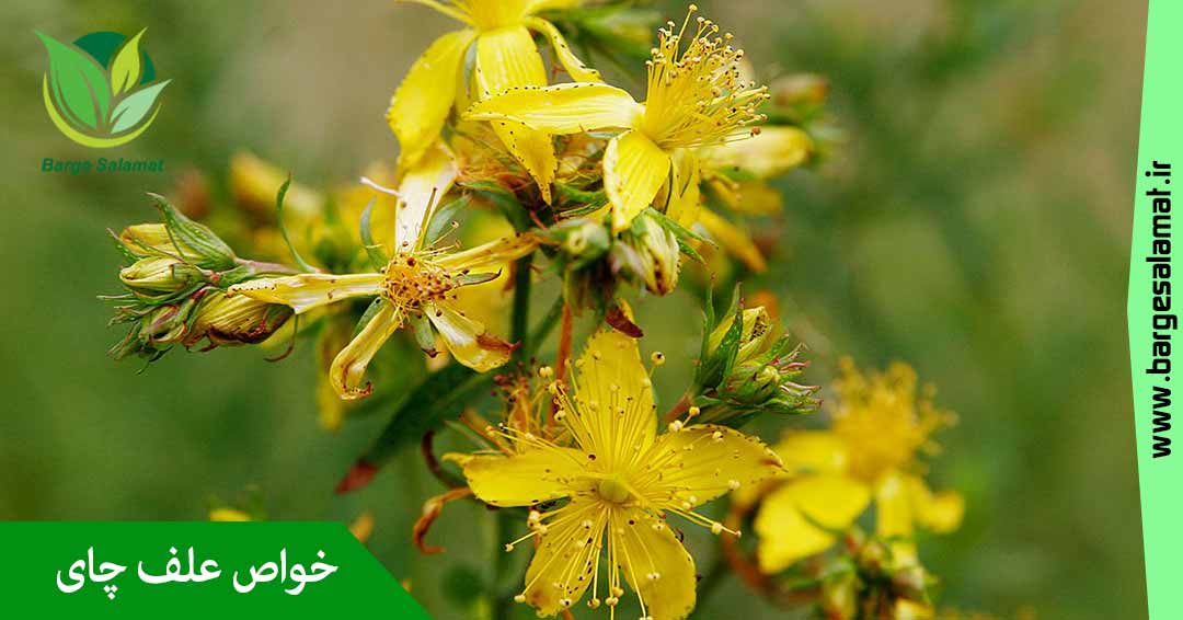 خواص علف چای خواص علف چای