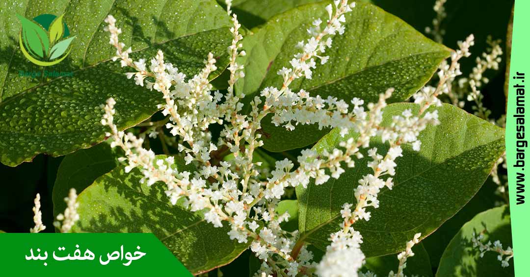 خواص گیاه هفت بند خواص گیاه هفت بند