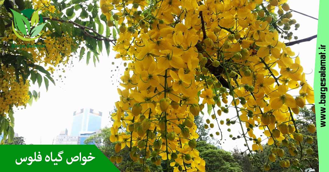 خواص گیاه فلوس خواص گیاه فلوس