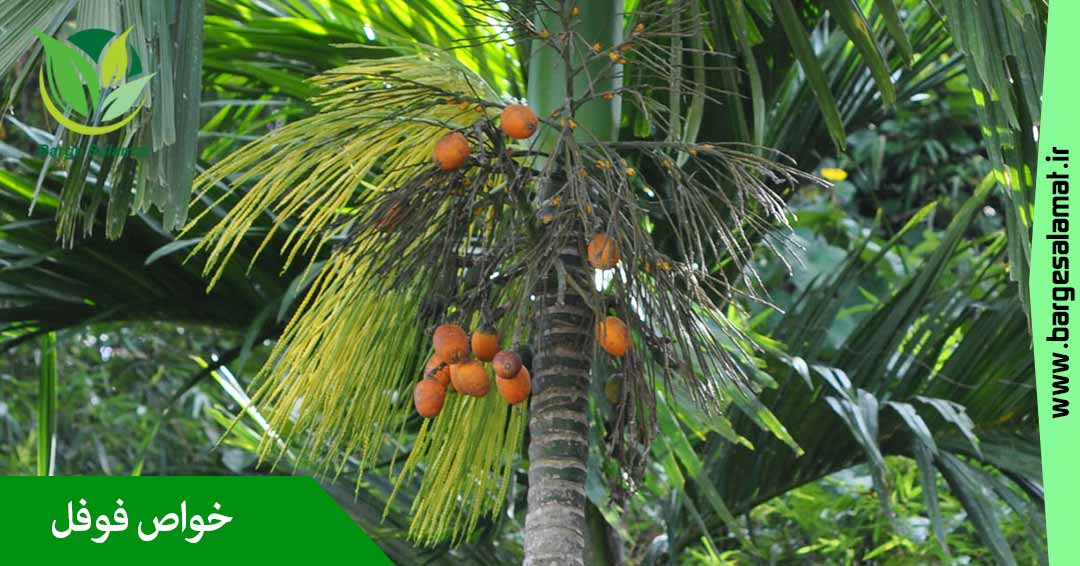 خواص گیاه فوفل خواص گیاه فوفل