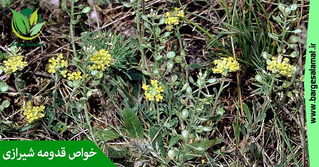 خواص قدومه شیرازی خواص قدومه شیرازی
