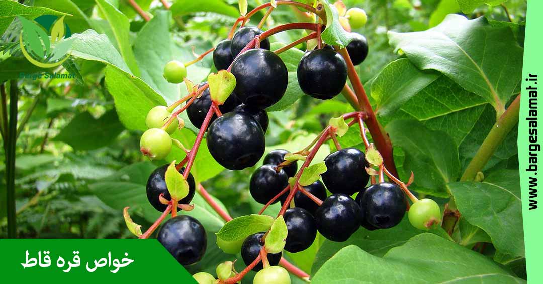خواص گیاه قره قاط خواص گیاه قره قاط