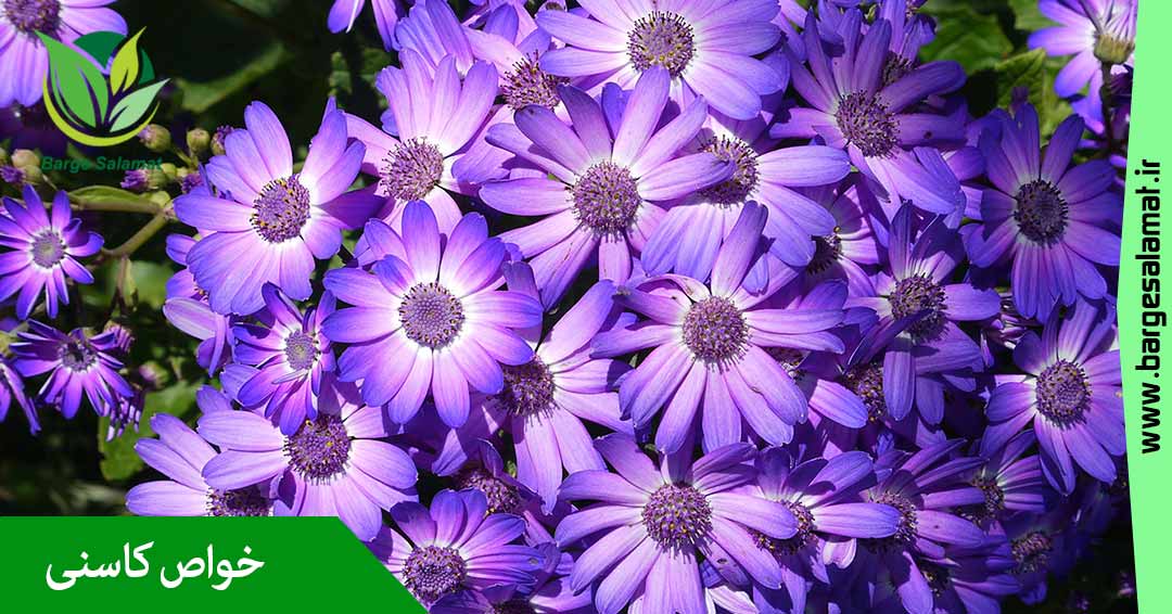 خواص کاسنی خواص کاسنی