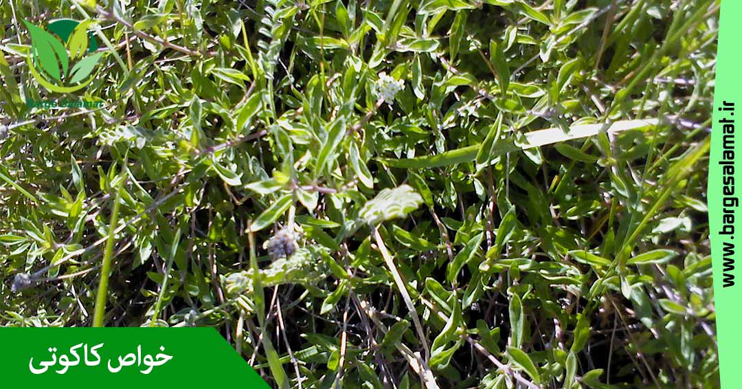خواص کاکوتی خواص کاکوتی