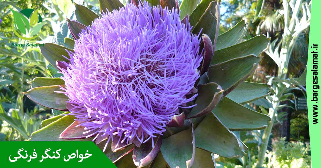 خواص کنگر فرنگی خواص کنگر فرنگی