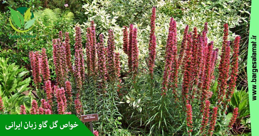 خواص گل گاو زبان ایرانی