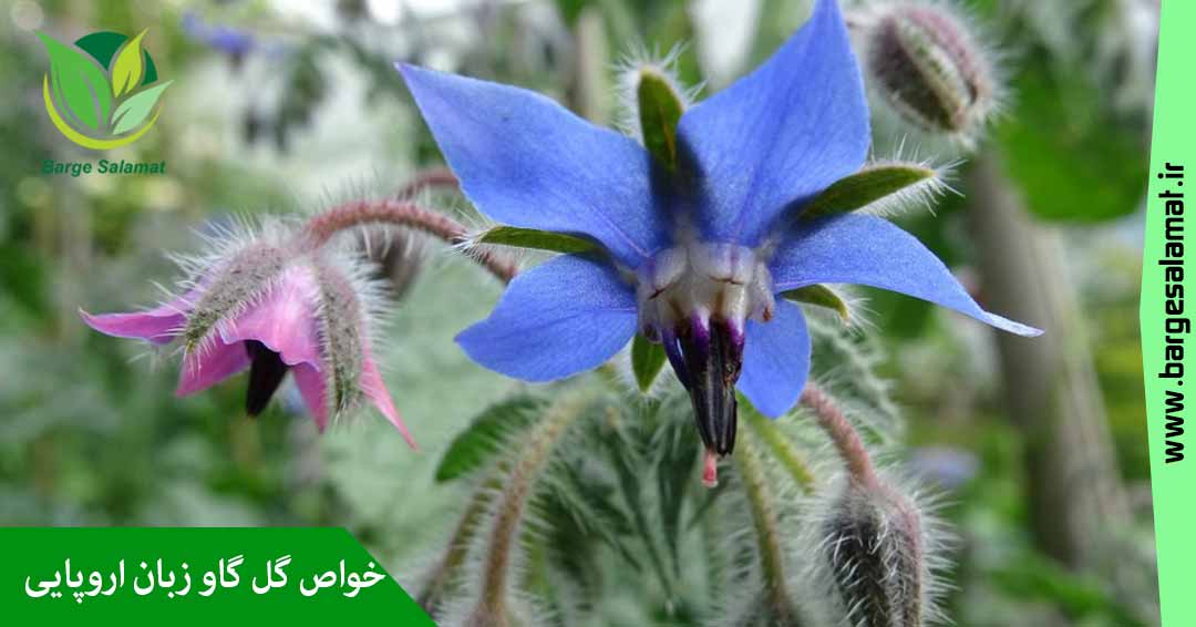 خواص گل گاو زبان اروپایی خواص گل گاو زبان اروپایی